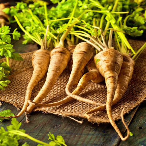 All American, Parsnip - BoxGardenSeedsLLC -Beet,Turnips,Parsnips - Seeds