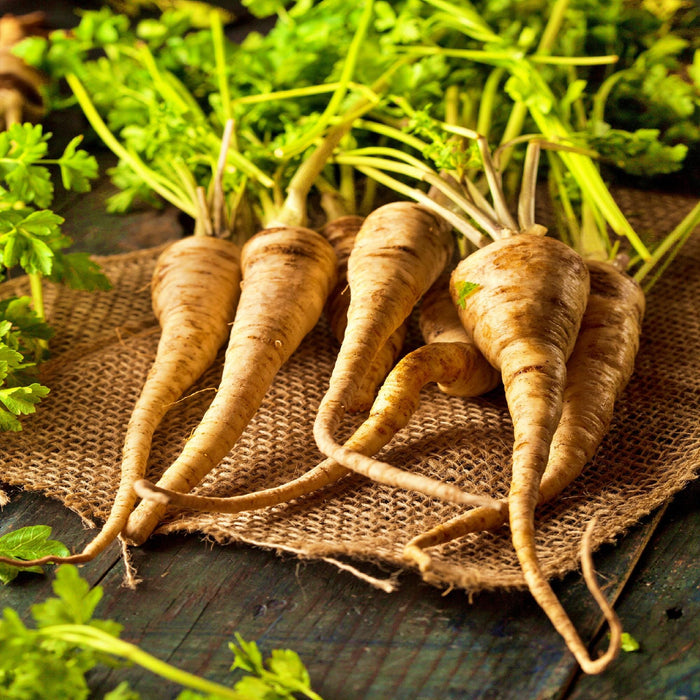 All American, Parsnip, - BoxGardenSeedsLLC -Beet,Turnips,Parsnips - Seeds