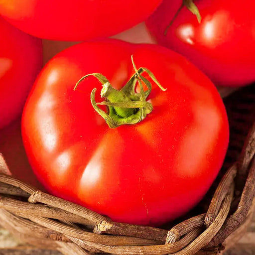 Fireworks, Tomato - BoxGardenSeedsLLC -Tomatoes,Tomatillos - Seeds