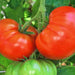 Fireworks, Tomato - BoxGardenSeedsLLC -Tomatoes,Tomatillos - Seeds