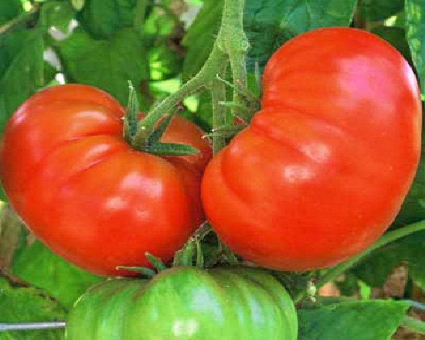 Fireworks, Tomato - BoxGardenSeedsLLC -Tomatoes,Tomatillos - Seeds