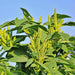 Green Thumb, Amaranth, - BoxGardenSeedsLLC -Gourmet/Native Greens - Seeds