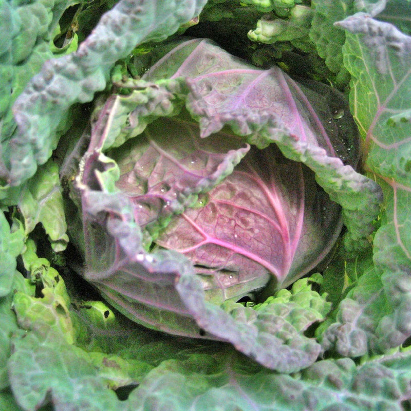 Purple Savoy, Cabbage - BoxGardenSeedsLLC - Cabbage, Kale - Seeds - 