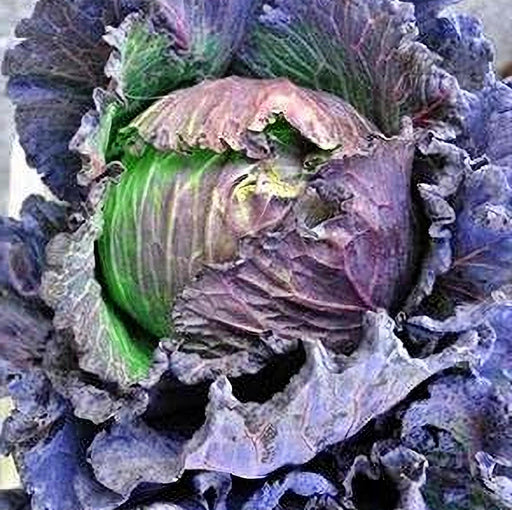 Cabbage, Purple Savoy, Heirloom Garden Seeds - BoxGardenSeedsLLC - - Seeds