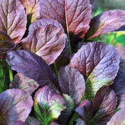 Japanese Giant Garnet, Mustard - BoxGardenSeedsLLC - Gourmet/Native Greens - Seeds - USA Seller, Thank you for shopping here today, Naturally Grown GMO Free Seeds, Heirloom Open Pollinated Seeds, Fresh Top Quality Premium Seeds