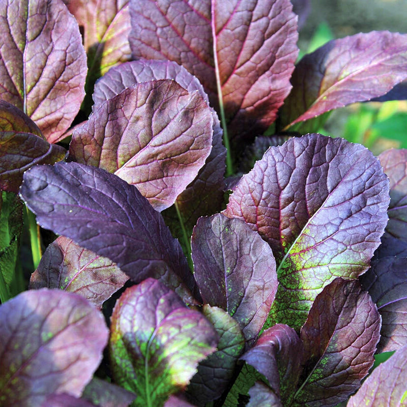 Japanese Giant Garnet, Mustard - BoxGardenSeedsLLC - Gourmet/Native Greens - Seeds - USA Seller, Thank you for shopping here today, Naturally Grown GMO Free Seeds, Heirloom Open Pollinated Seeds, Fresh Top Quality Premium Seeds