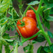 Fireworks, Tomato - BoxGardenSeedsLLC -Tomatoes,Tomatillos - Seeds