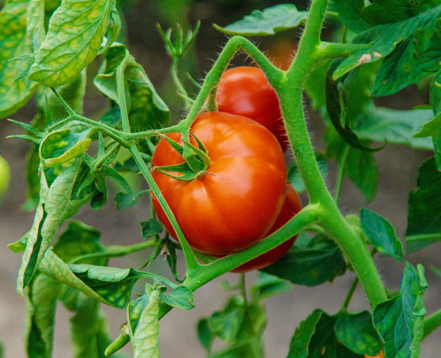 Fireworks, Tomato - BoxGardenSeedsLLC -Tomatoes,Tomatillos - Seeds