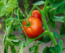 Fireworks, Tomato - BoxGardenSeedsLLC - Tomatoes,Tomatillos - Seeds - 