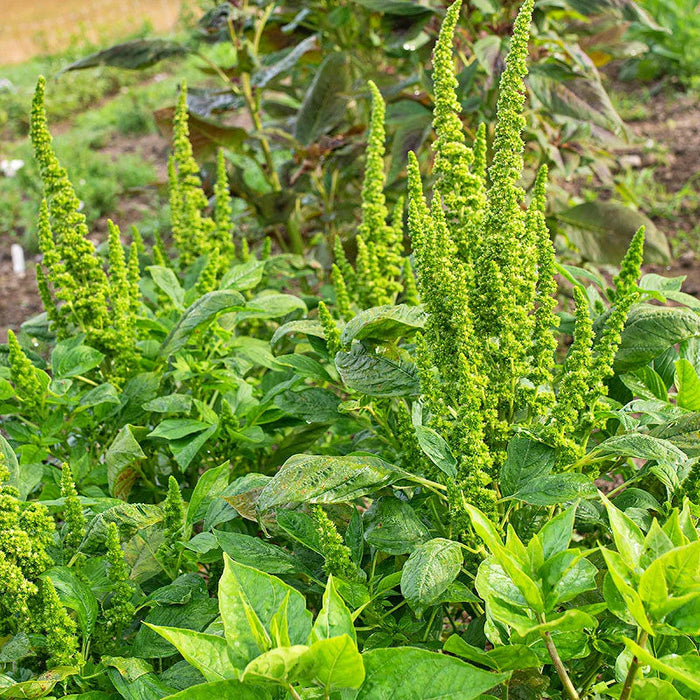 Green Thumb, Amaranth, - BoxGardenSeedsLLC -Gourmet/Native Greens - Seeds