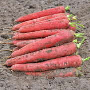 Brilliance, Carrot - BoxGardenSeedsLLC - Carrots - Seeds - USA Seller, Thank you for shopping here today, Naturally Grown GMO Free Seeds, Heirloom Open Pollinated Seeds, Fresh Top Quality Premium Seeds