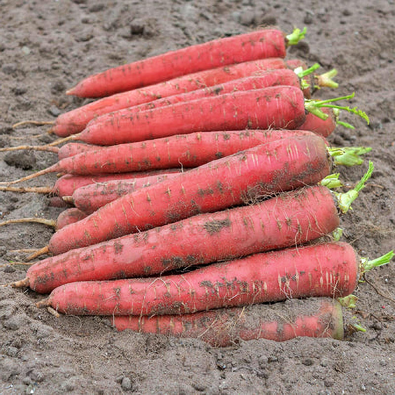 Brilliance, Carrot - BoxGardenSeedsLLC - Carrots - Seeds - USA Seller, Thank you for shopping here today, Naturally Grown GMO Free Seeds, Heirloom Open Pollinated Seeds, Fresh Top Quality Premium Seeds