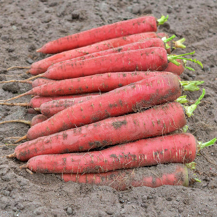 Brilliance, Carrot, - BoxGardenSeedsLLC -Carrots - Seeds