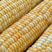 Double Standard, Sweet Corn, - BoxGardenSeedsLLC -Abundant Stock SALE - Seeds