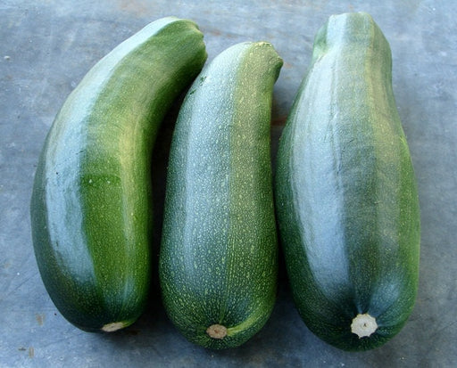 Black Beauty Zucchini, Summer Squash, -- BoxGardenSeedsLLC -Squash,Pumpkins - Seeds