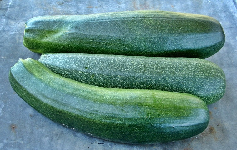 Black Beauty Zucchini, Summer Squash, -- BoxGardenSeedsLLC -Squash,Pumpkins - Seeds