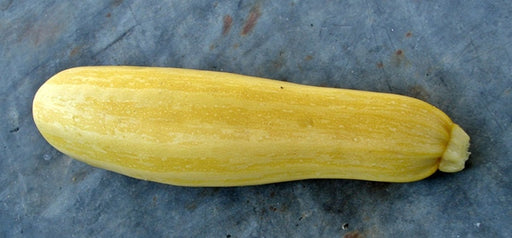 Golden Zucchini Summer Squash 20+ -- BoxGardenSeedsLLC -Squash,Pumpkins - Seeds