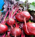 - BoxGardenSeedsLLC - Bull's Blood, Beets, - Beets,Turnips,Parsnips - Seeds