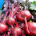 Bull's Blood, Beets, - BoxGardenSeedsLLC -Beet,Turnips,Parsnips - Seeds