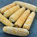 Double Standard, Sweet Corn, - BoxGardenSeedsLLC -Abundant Stock SALE - Seeds