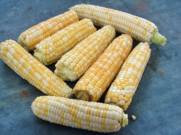 Double Standard, Sweet Corn, -- BoxGardenSeedsLLC -Abundant Stock SALE - Seeds