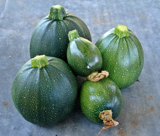 Tondo Di Piacenza Round Zucchini, Italian Summer Squash, -- BoxGardenSeedsLLC -Squash,Pumpkins - Seeds