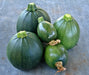 Tondo Di Piacenza Round Zucchini, Italian Summer Squash, -- BoxGardenSeedsLLC -Squash,Pumpkins - Seeds