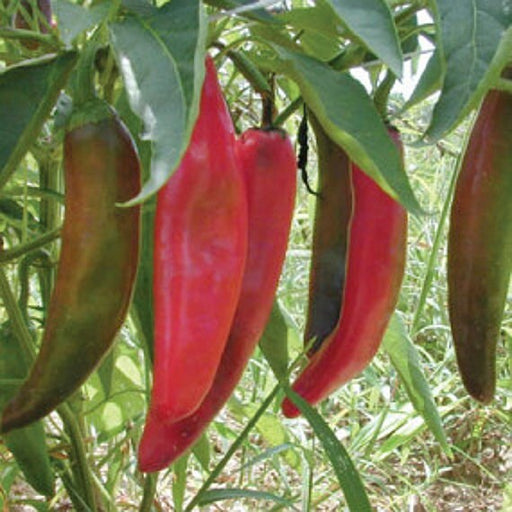 Anaheim, Hot Pepper, -- BoxGardenSeedsLLC -Peppers,Eggplants - Seeds