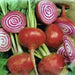 Chioggia, Beets, - BoxGardenSeedsLLC -Beet,Turnips,Parsnips - Seeds