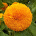 Teddy Bear, Sunflower Seeds - BoxGardenSeedsLLC -Culinary/Medicinal Herbs - Seeds