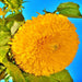 Teddy Bear, Sunflower Seeds - BoxGardenSeedsLLC -Culinary/Medicinal Herbs - Seeds