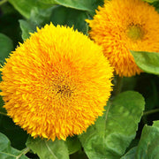 Teddy Bear, Sunflower Seeds - BoxGardenSeedsLLC - Culinary/Medicinal Herbs - Seeds - USA Seller, Thank you for shopping here today, Naturally Grown GMO Free Seeds, Heirloom Open Pollinated Seeds, Fresh Top Quality Premium Seeds, flowers, sunflower seeds