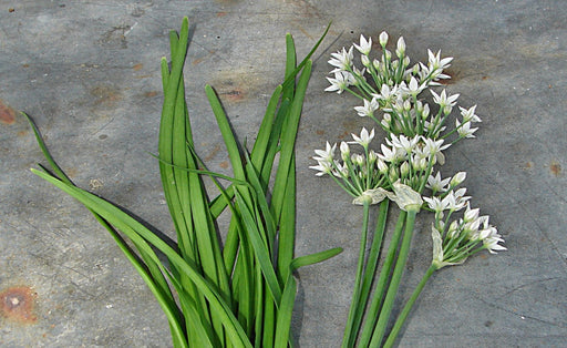 Garlic Chives, Culinary & Medicinal Herbs, - BoxGardenSeedsLLC -Culinary/Medicinal Herbs - Seeds