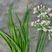 Garlic Chives, Culinary & Medicinal Herbs, - BoxGardenSeedsLLC -Culinary/Medicinal Herbs - Seeds