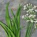 Garlic Chives, Culinary & Medicinal Herbs, - BoxGardenSeedsLLC -Culinary/Medicinal Herbs - Seeds