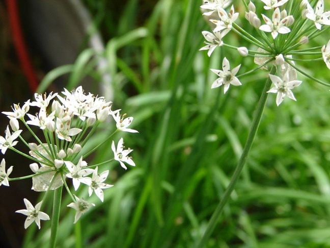 Garlic Chives, Culinary & Medicinal Herbs, - BoxGardenSeedsLLC -Culinary/Medicinal Herbs - Seeds