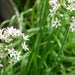 Garlic Chives, Culinary & Medicinal Herbs, - BoxGardenSeedsLLC -Culinary/Medicinal Herbs - Seeds