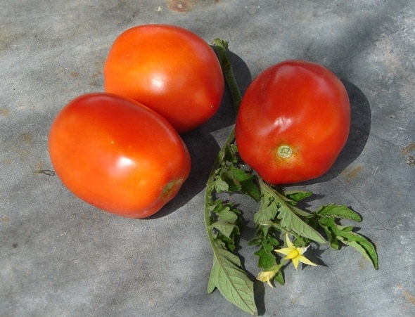 Mountain Roma Paste, Tomato - BoxGardenSeedsLLC - Tomatoes,Tomatillos - Seeds - 