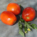 Mountain Roma Paste, Tomato, - BoxGardenSeedsLLC -Tomatoes,Tomatillos - Seeds