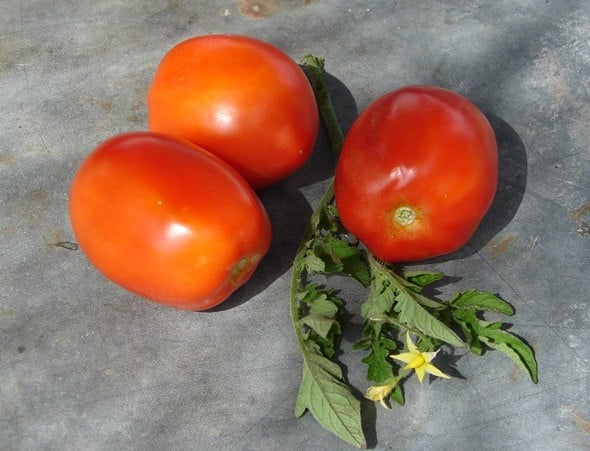 Northern Ruby Paste, Tomato, -- BoxGardenSeedsLLC -Tomatoes,Tomatillos - Seeds