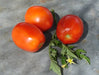 Northern Ruby Paste, Tomato, -- BoxGardenSeedsLLC -Tomatoes,Tomatillos - Seeds