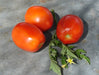 Mountain Roma Paste, Tomato, -- BoxGardenSeedsLLC -Tomatoes,Tomatillos - Seeds