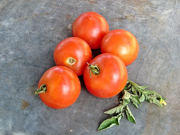 Glacier, Tomato, - BoxGardenSeedsLLC -Tomatoes,Tomatillos - Seeds