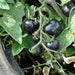 Dancing With Smurfs, Tomato, - BoxGardenSeedsLLC -Tomatoes,Tomatillos - Seeds