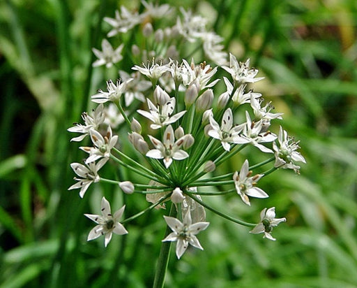 Garlic Chives, Culinary & Medicinal Herbs, - BoxGardenSeedsLLC -Culinary/Medicinal Herbs - Seeds