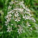 Garlic Chives, Culinary & Medicinal Herbs, - BoxGardenSeedsLLC -Culinary/Medicinal Herbs - Seeds