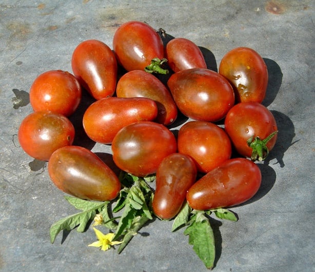 - BoxGardenSeedsLLC - Chocolate Pear, Tomato, - Tomatoes,Tomatillos - Seeds