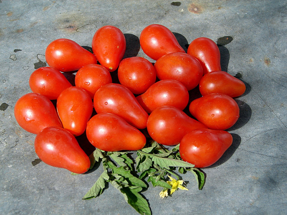 Austins Red Pear, Tomato, -- BoxGardenSeedsLLC -Tomatoes,Tomatillos - Seeds