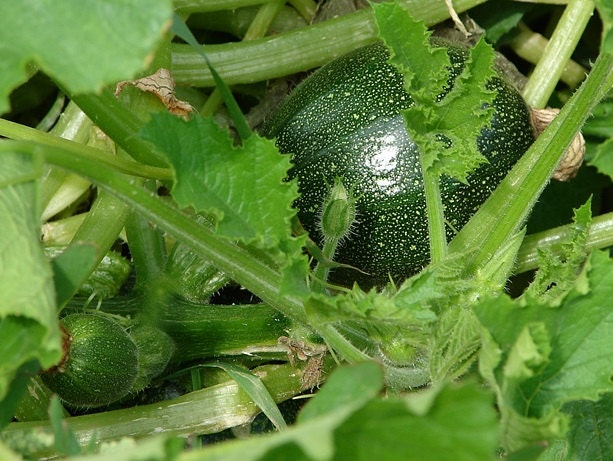 Tondo Di Piacenza Round Zucchini, Italian Summer Squash, -- BoxGardenSeedsLLC -Squash,Pumpkins - Seeds