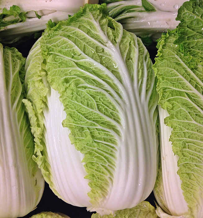 Matsushima, Japanese Napa Cabbage, -- BoxGardenSeedsLLC -Cabbage, Kale - Seeds